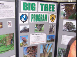 Big Tree Exhibit