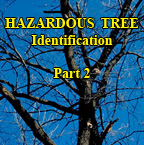 Hazardous Trees - Part 2