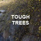 Tough Trees